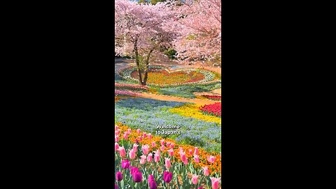 Biggest tips for Japan's cherry blossom