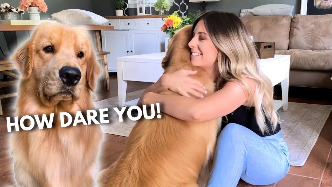 When Hugs Go Too Far: A Jealous Dog's Adorable Reaction"