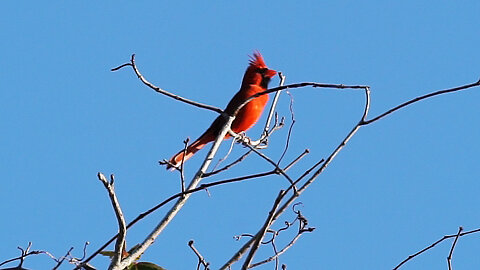 Cardinal Calls