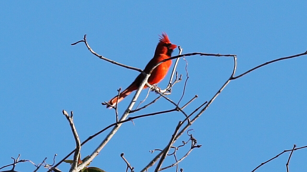 Cardinal Calls