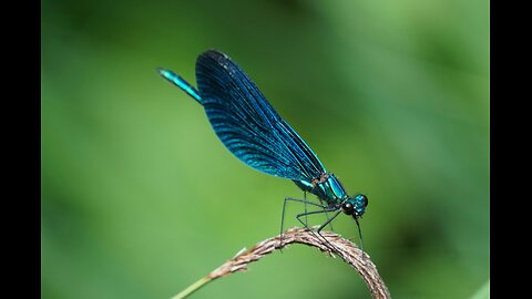 The Magical Blue Dragonfly: Nature's Flying Jewel!