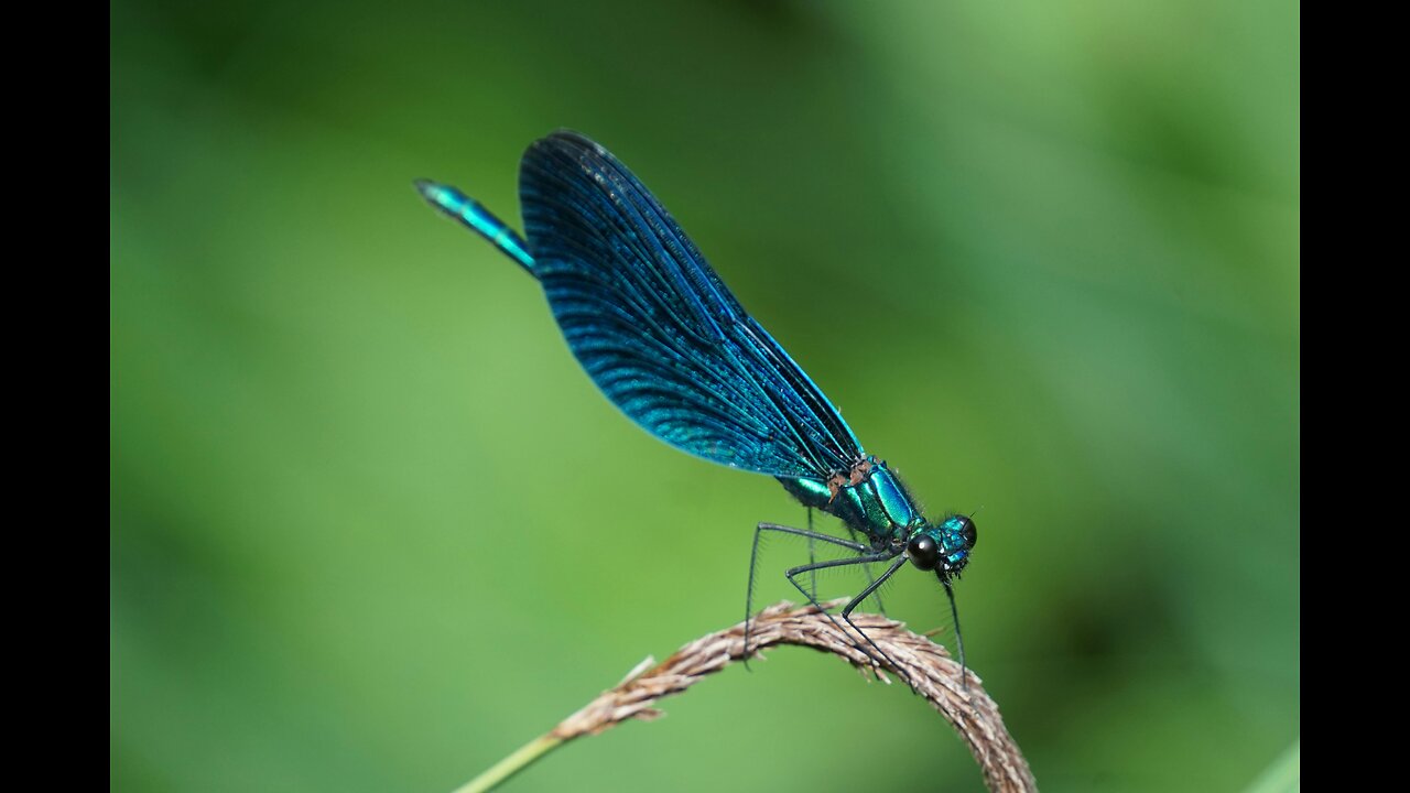 The Magical Blue Dragonfly: Nature's Flying Jewel!