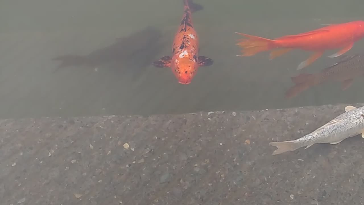 Fish red is very beautiful#fishvideo#animal