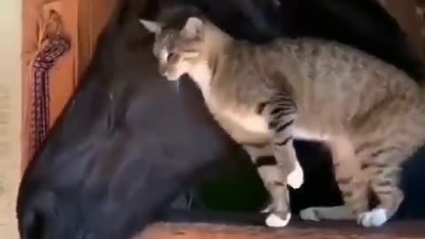 Cat and a horse.. 😊