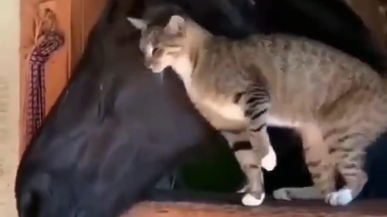 Cat and a horse.. 😊