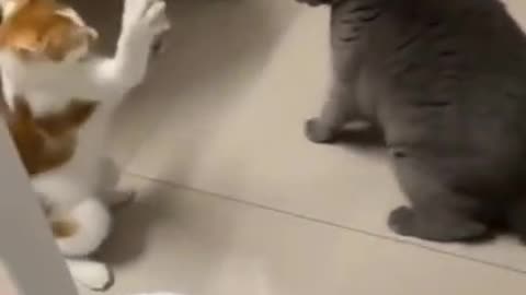 Cat fight