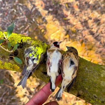 Sleeping bird 🕊️