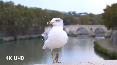 Colorful Birds and Music