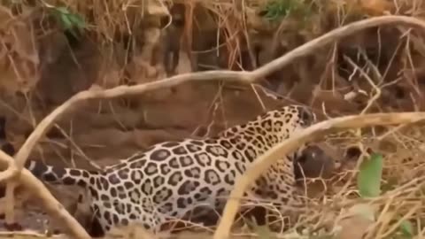 Jaguar Hunting Crocodile