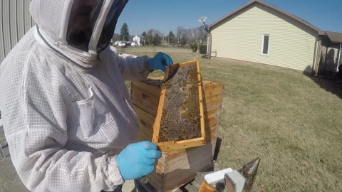 March 11, 2025 Hive Inspection Part II