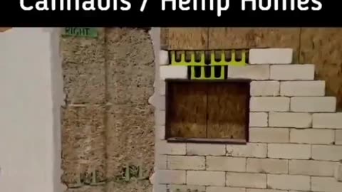 Cannabis bricks to build homes The reason why cannabis is not being used for