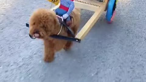 "Pets Shopping; Some Pulling Carts, Some Riding."