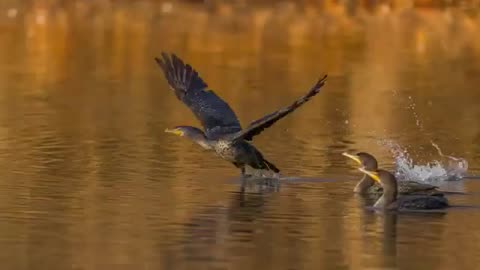 Black Bird Flying