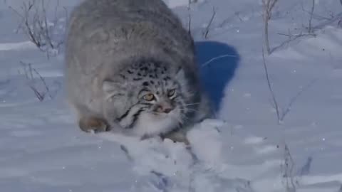 Pallas cat in a Antarctica #pet adventure MeoWnMore