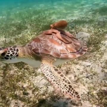 Turtle back ride 😊