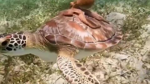 Turtle back ride 😊