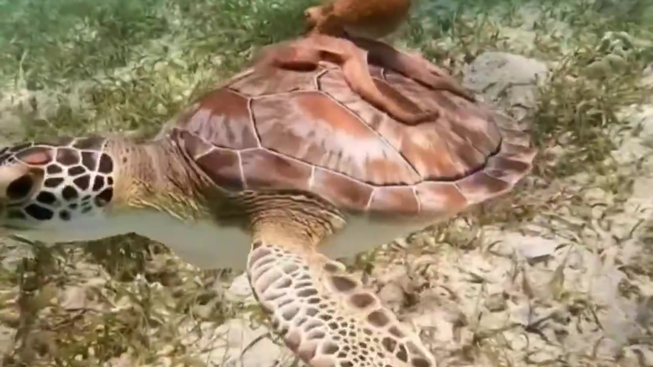 Turtle back ride 😊