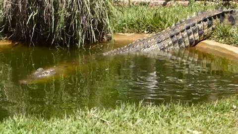 Cahills Crossing Crocodiles Music Video