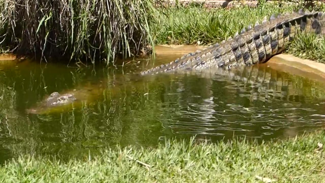 Cahills Crossing Crocodiles Music Video