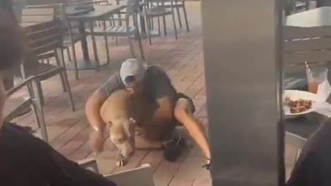 Pitbull attacks a dog sitting on woman's lap at outdoor restaurant