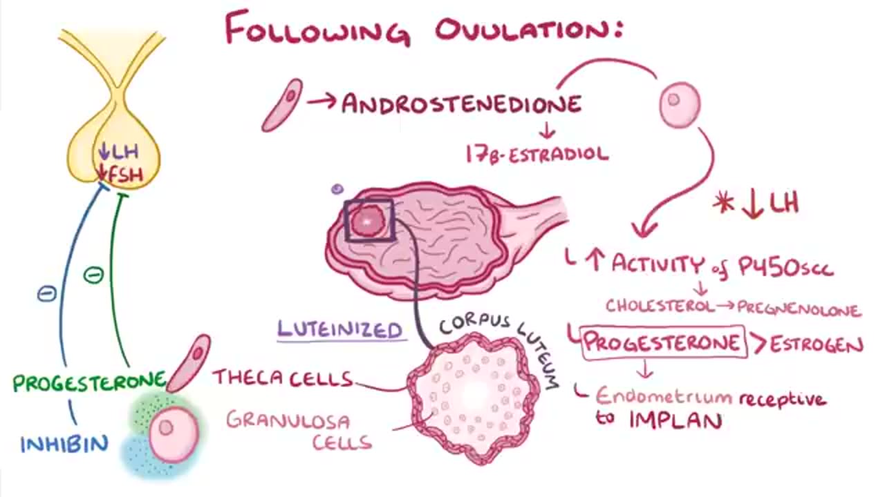 The menstrual cycle