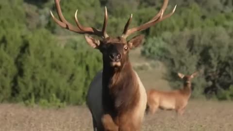 Nothing like a glunking Bull Elk! | #shorts #elk #wildanimals