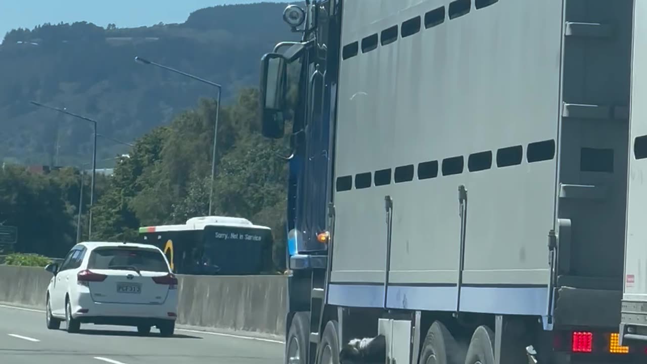 Dog Happily Riding Underneath Semi