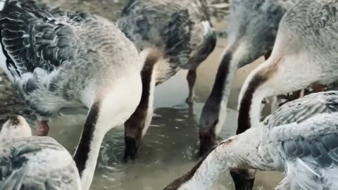 Birds #birds