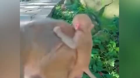 Funny Monkey Family Daily Life Video