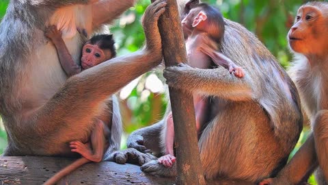 baby monkey playing