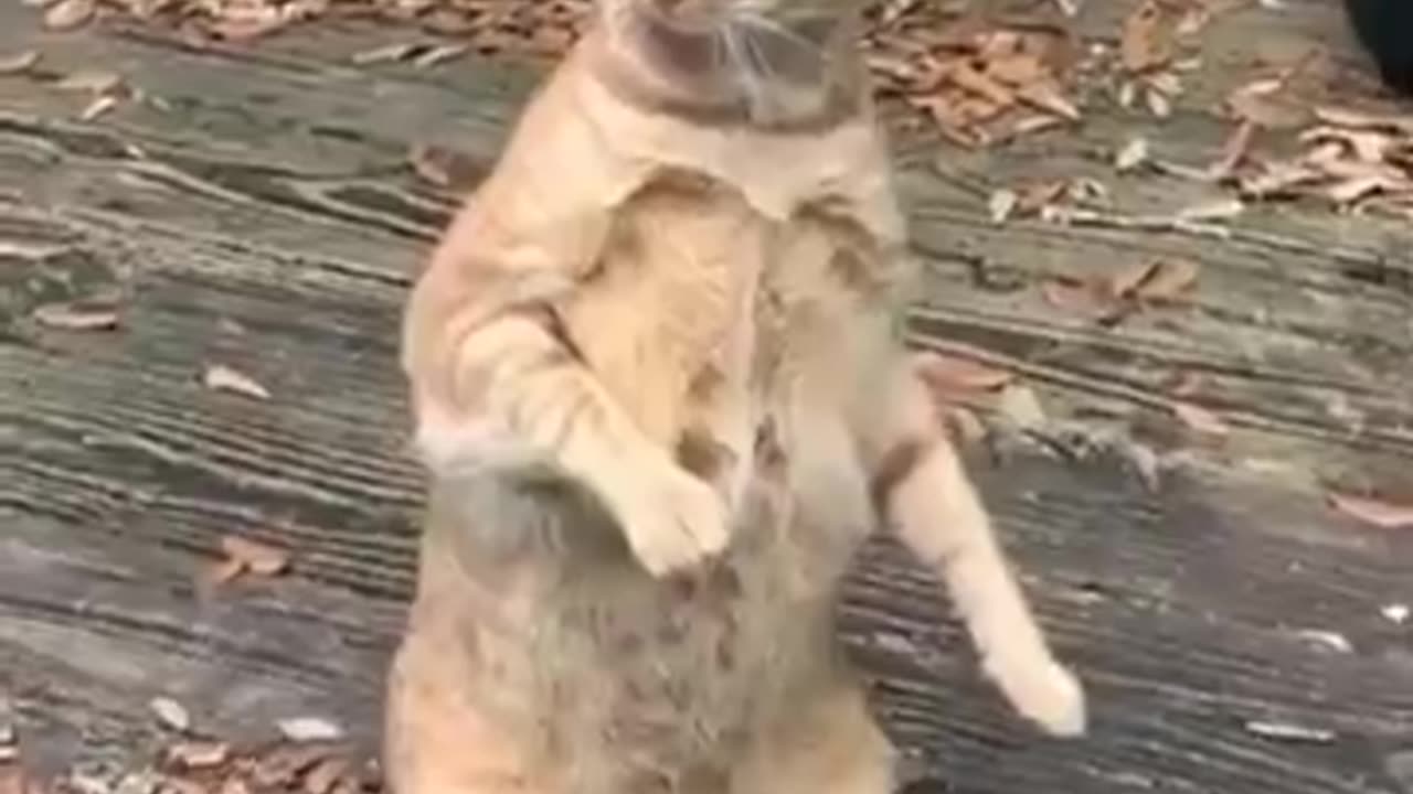 SHORTS Läuft gerade funny animal videos #shortfeed #shorts #animalsvideo