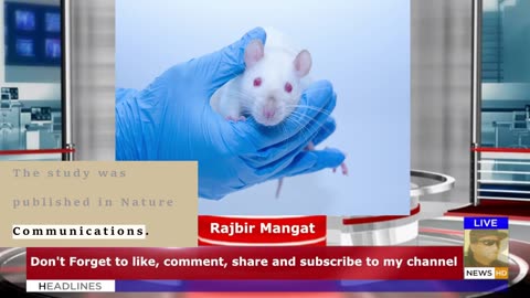 Scientists Put a Human Language Gene Into Mice And Changed Their Voice