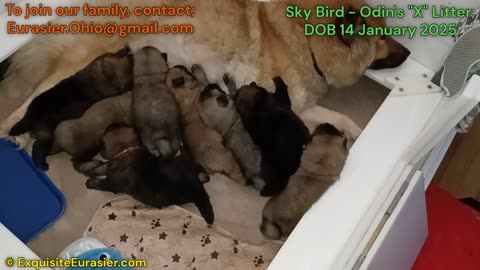 Sky Bird - Odin's "X" Litter; DOB 14 January 2025