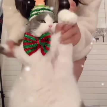 Cute Cat Dancing Video with Christmas Vibes