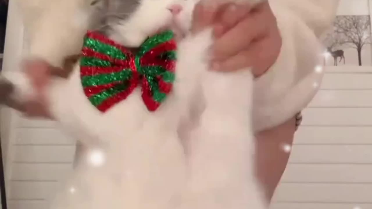 Cute Cat Dancing Video with Christmas Vibes