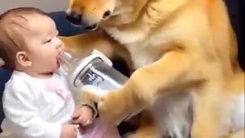 Unbelievable Bond: Dog Feeds Milk to Human Baby in Heartwarming Act of Care!"