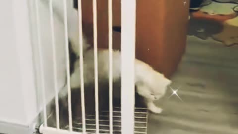 Funnyanimalvideo