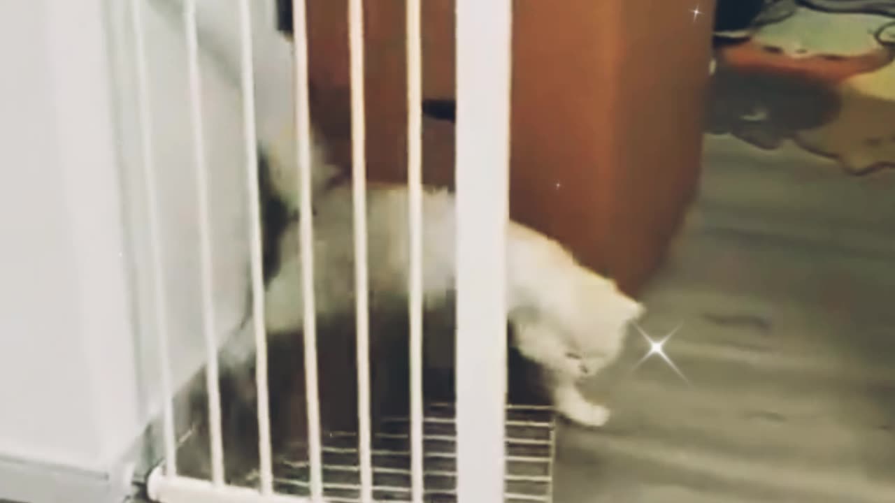 Funnyanimalvideo