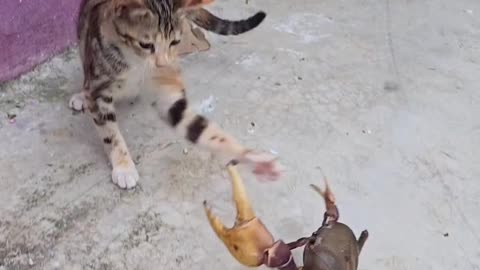 Cats attacked a big crab