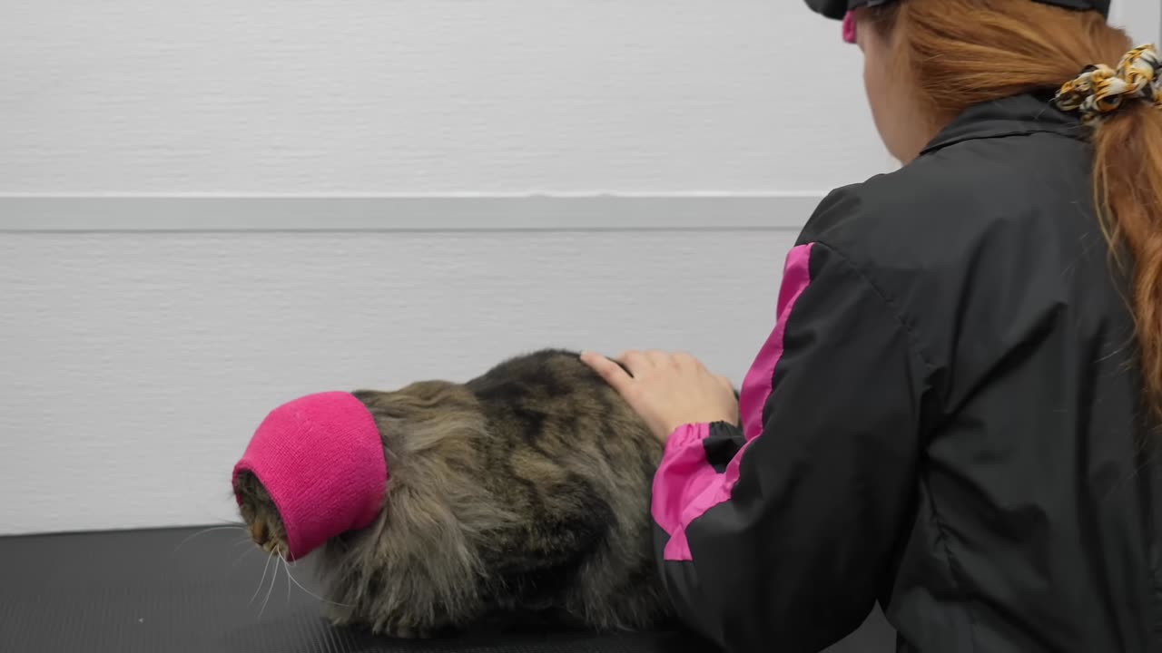 A Siberian Forest Cats Brave Attempt At Escaping His First Bath 😅