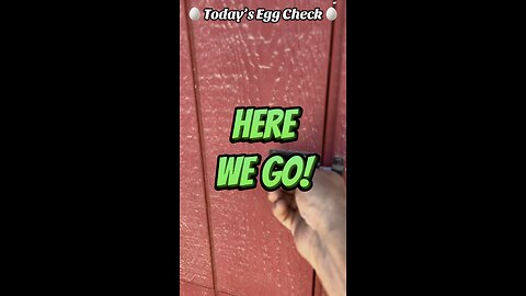 🥚 Today’s Egg Check! 🥚