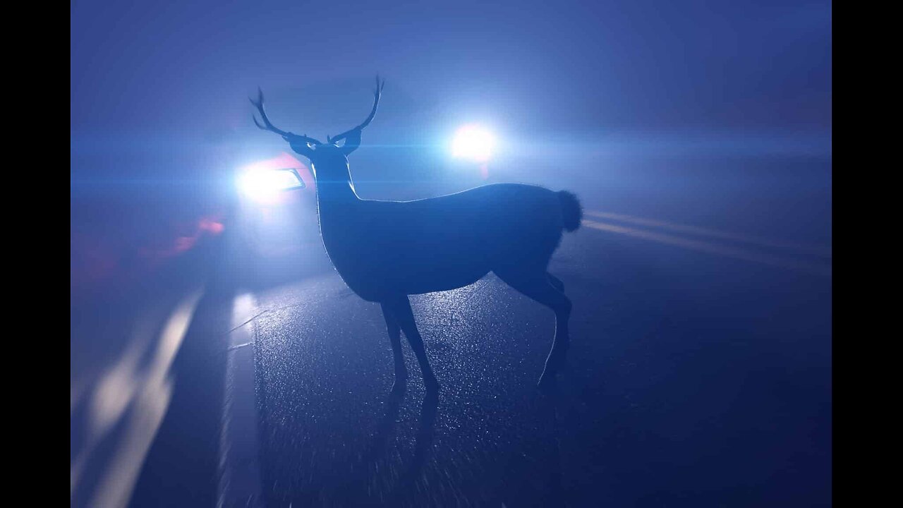 DEER 🦌 RUNNING FROM COP