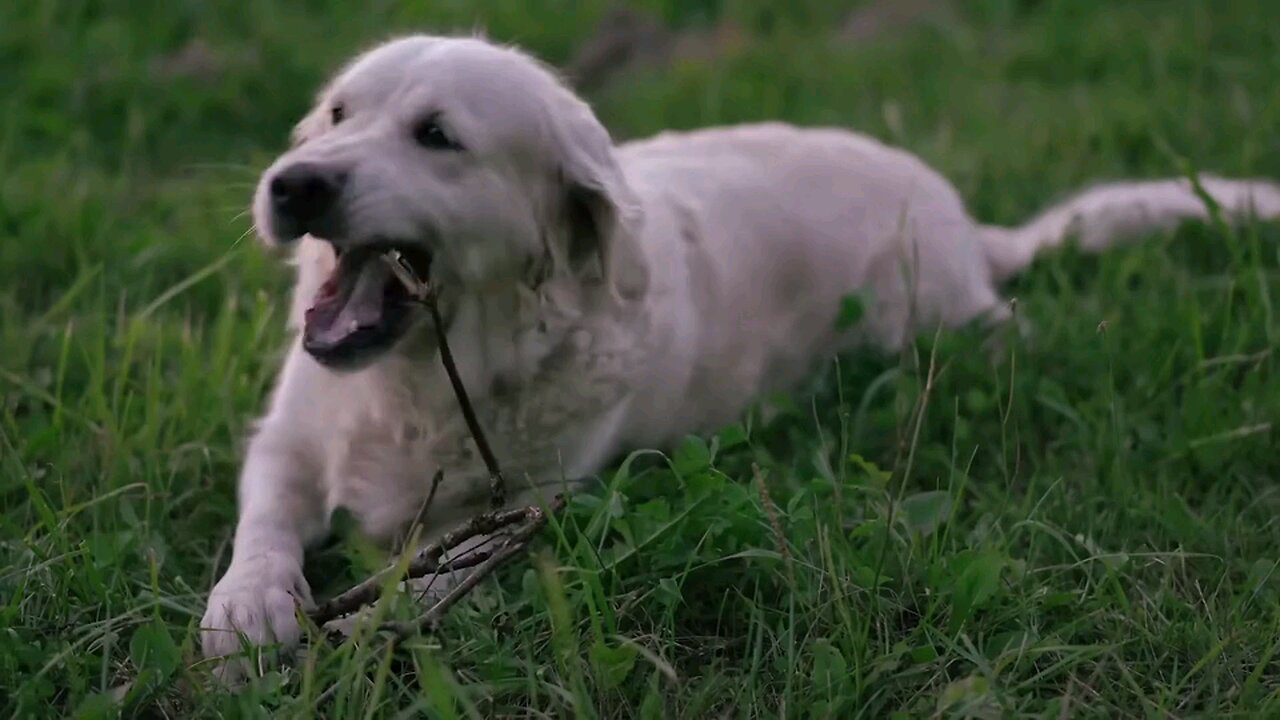 Funny Dog Running in Grass | Cute Puppy Playing & Having Fun"