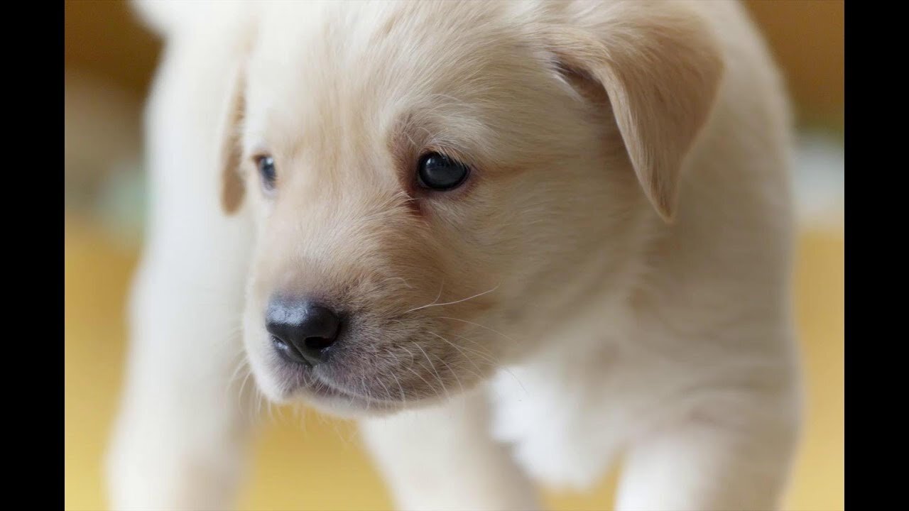 Puppy Opens its Eyes for the First Time