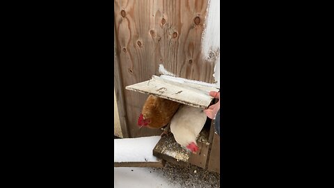 Letting the Chickens out in the Snow