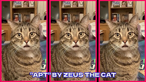 Zeus The Cat Sings "APT"