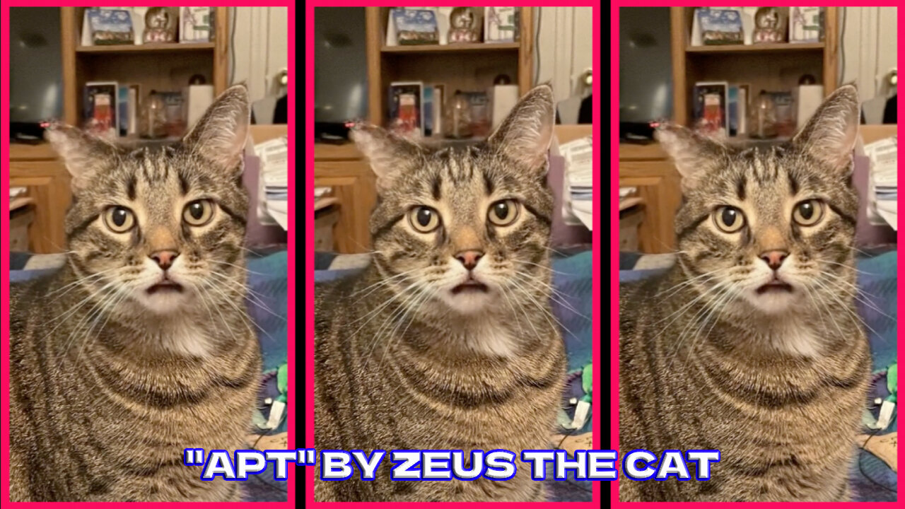 Zeus The Cat Sings "APT"