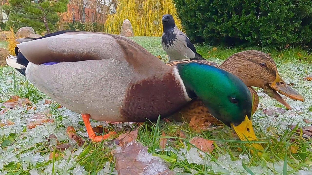 Ice Chilled Rice for the Mallard Duck Couple