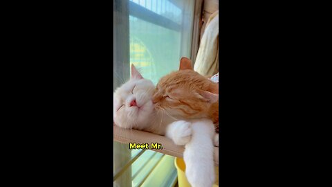 Love bites only #cat #kitty #romantic #lovebite