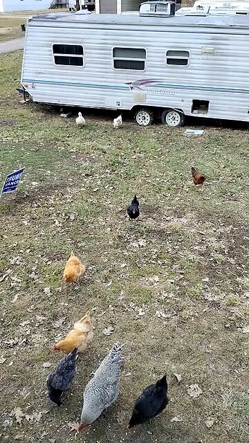 Run chickens run